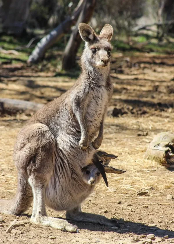 2 mẹ con chuột kangaroo đáng yêu