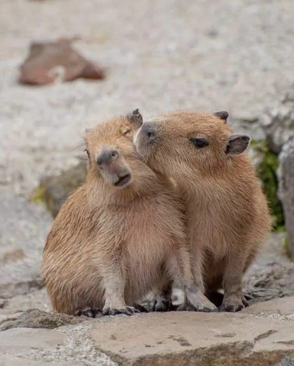 ảnh 2 con Capybara 