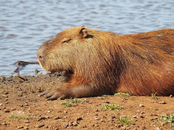 ảnh Capybara 