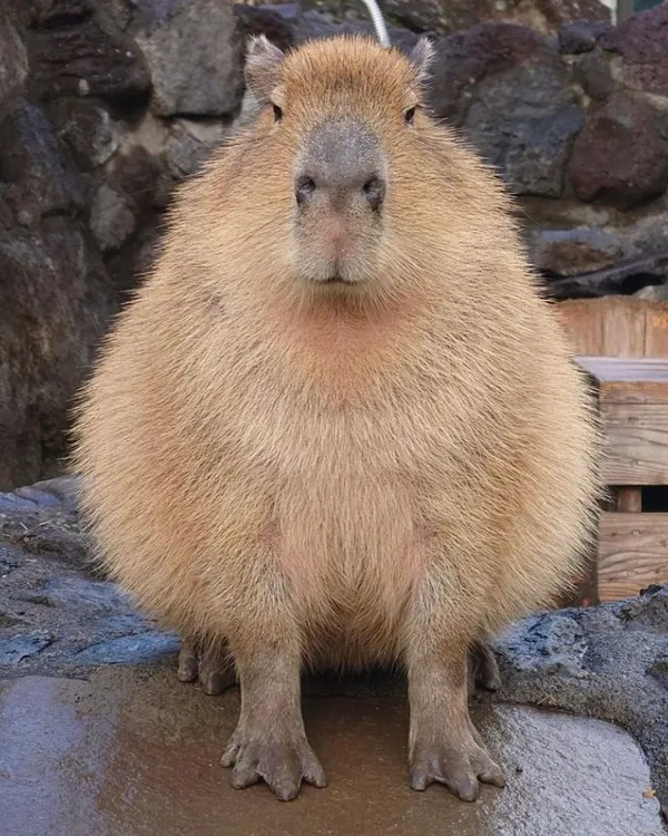 ảnh Capybara avatar