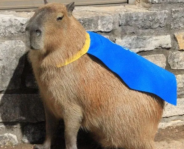 ảnh Capybara cute