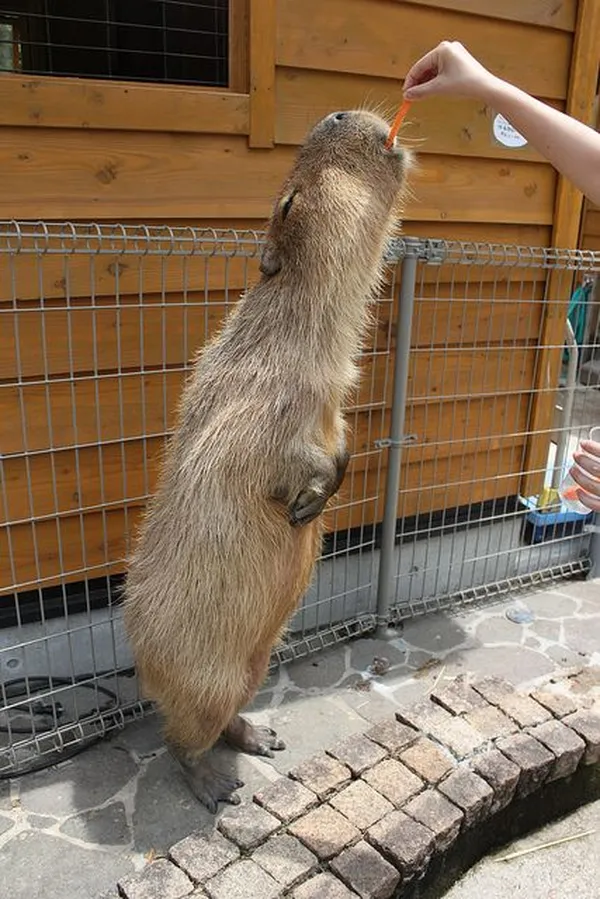 ảnh Capybara hài hước