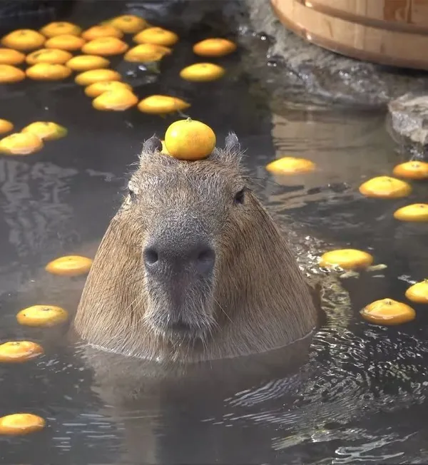 ảnh Capybara tắm suối nước nóng