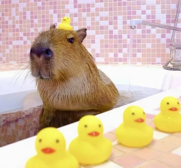 ảnh Capybara trong bồn tắm