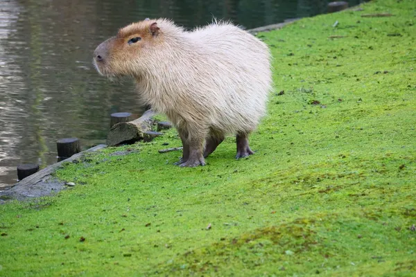 ảnh Capybara vô tri