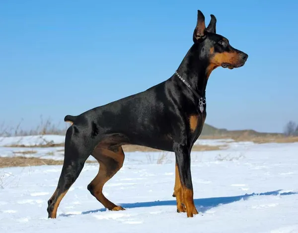 Ảnh chó Doberman ngầu