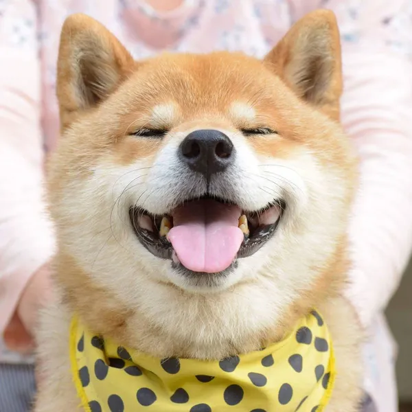 Ảnh chó Shiba dễ thương