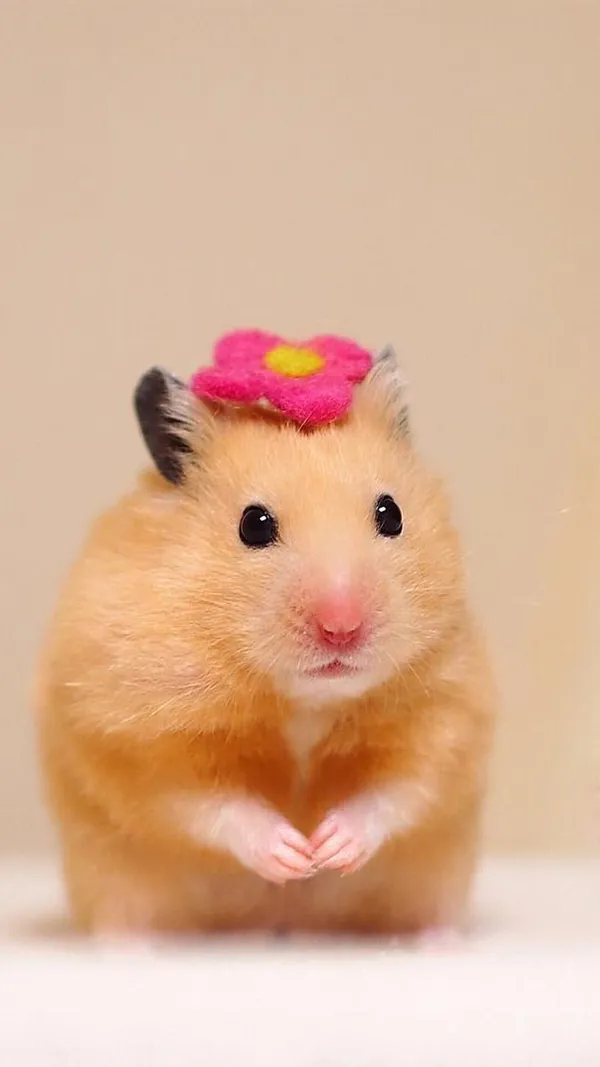 ảnh chuột Hamster cute chibi