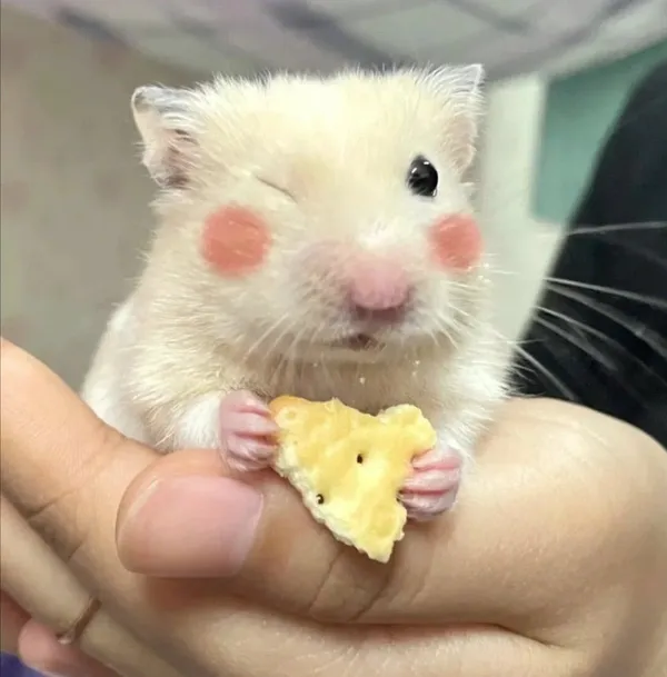 ảnh chuột Hamster hài