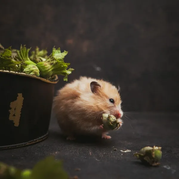 ảnh con chuột Hamster 