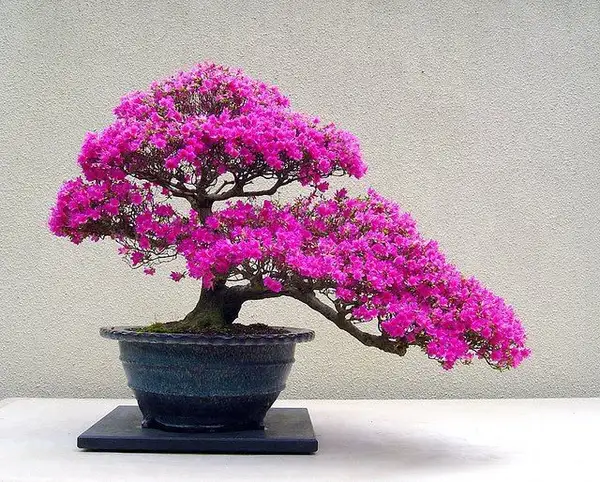 ảnh hoa giấy bonsai màu tím 