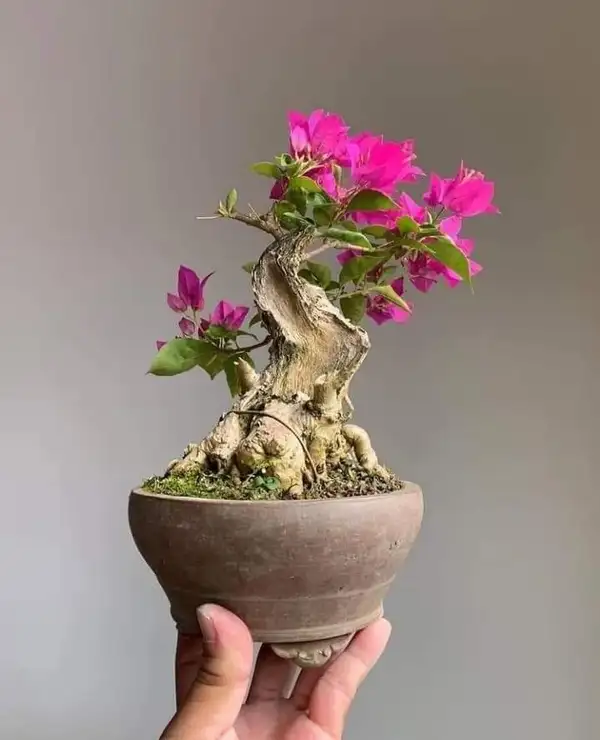 hình ảnh hoa giấy bonsai