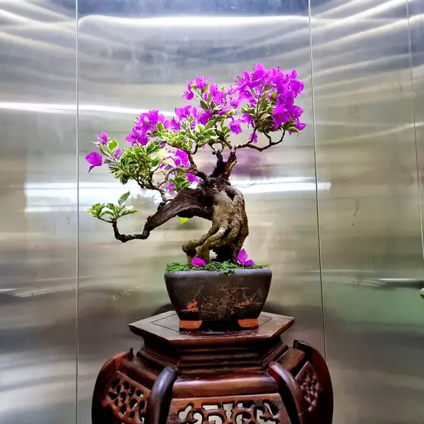 ảnh hoa giấy bonsai sang trọng 