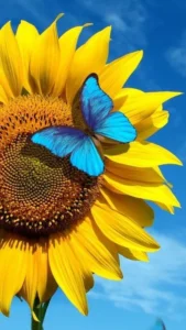 99+ hình ảnh hoa hướng dương 4K Full HD đẹp nhất hệ mặt trời