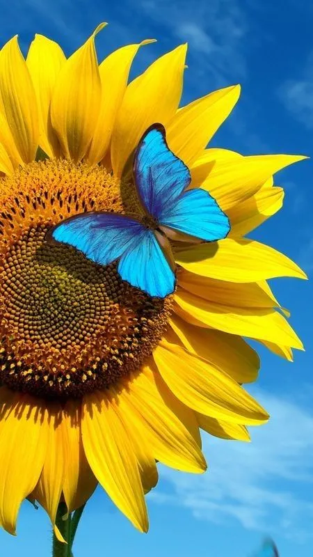 99+ hình ảnh hoa hướng dương 4K Full HD đẹp nhất hệ mặt trời