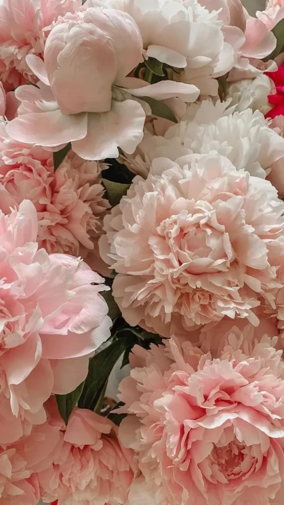 Tải ngay 88+ hình ảnh hoa mẫu đơn thu hút tình duyên giúp bạn thoát ế