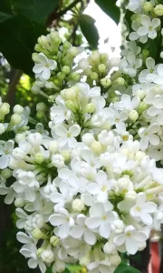 Tuyển chọn 100+ hình ảnh hoa nhài thu hút tài lộc may mắn cực đẹp