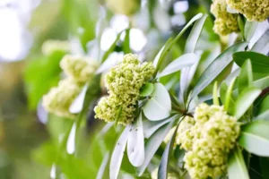 100+ hình ảnh hoa sữa đẹp nhất về đêm mùa thu Hà Nội 