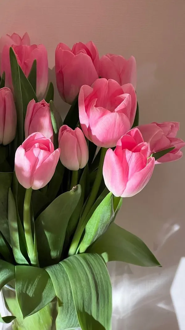 tải ảnh hoa tulip đẹp nhất