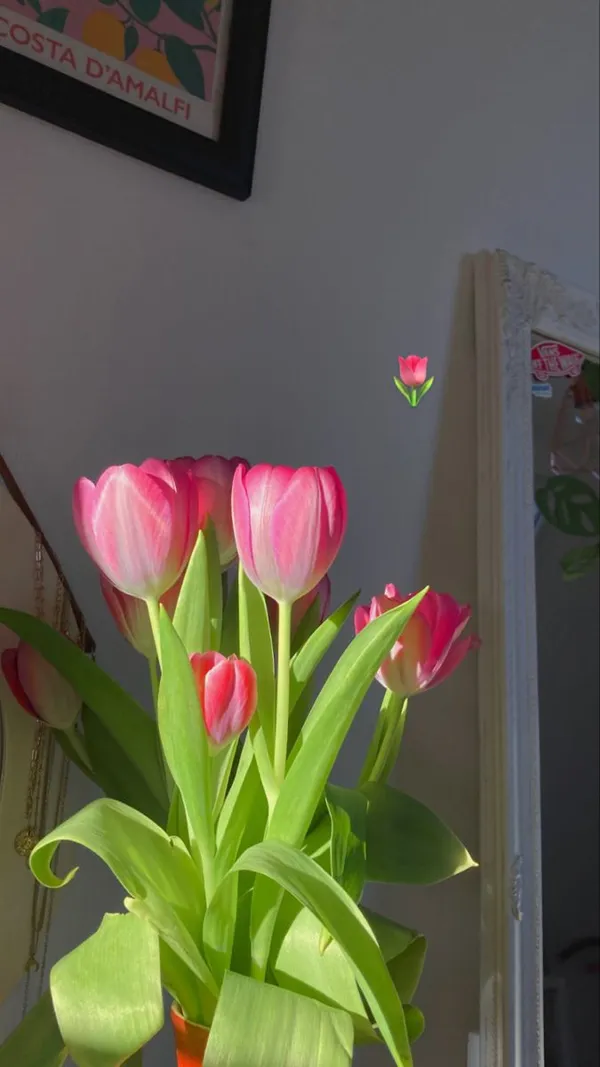 ảnh bông hoa tulip