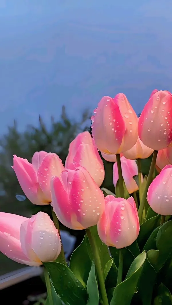 hình ảnh hoa tulip hồng