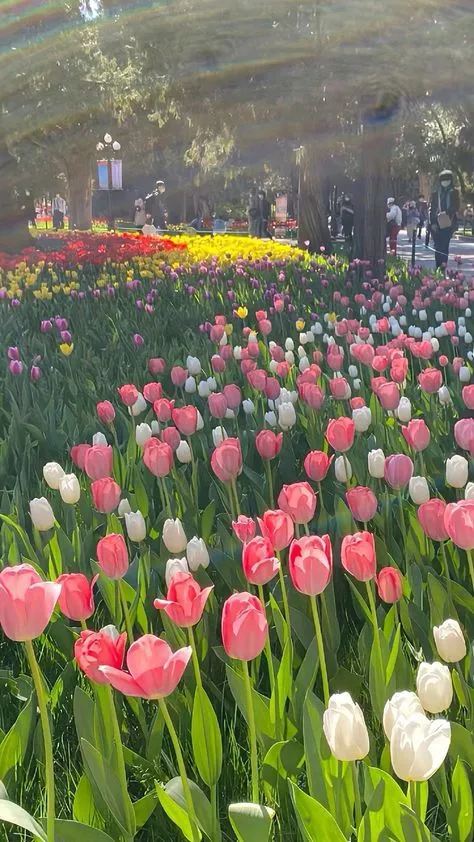 ảnh vườn hoa tulip