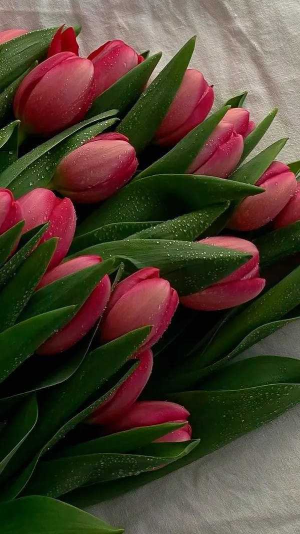 ảnh hoa tulip hình nền