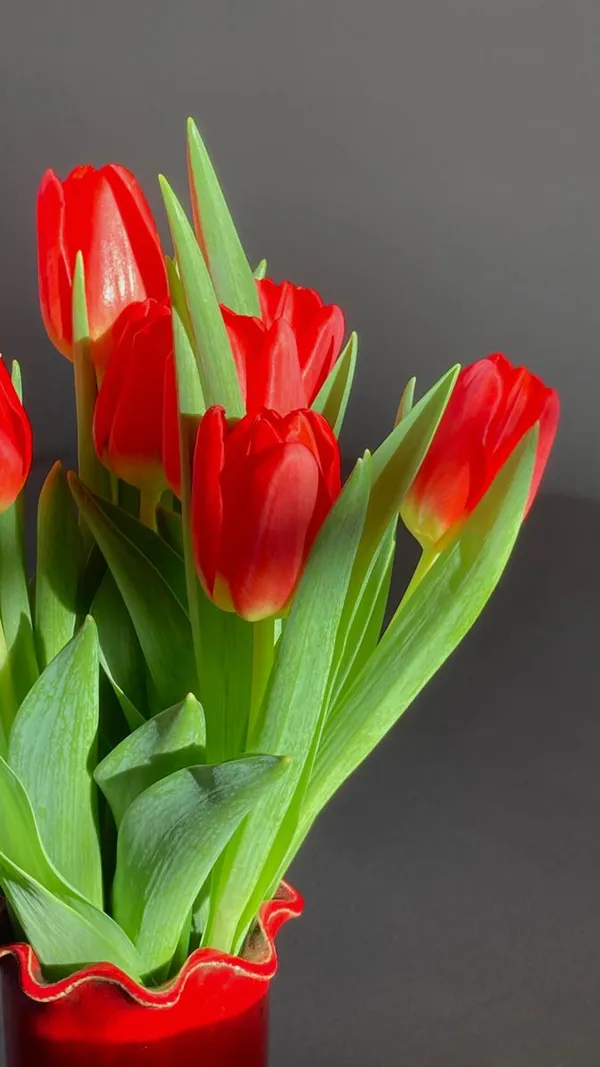 hình ảnh hoa tulip đẹp đỏ