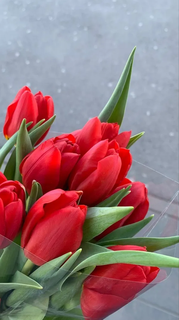 hình ảnh hoa tulip đỏ 