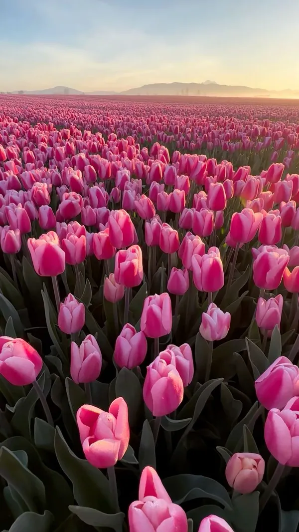 ảnh hoa tulip vintage