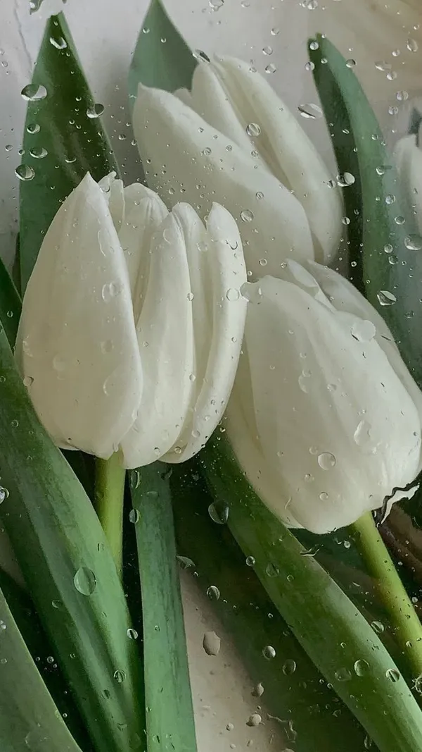 hình ảnh hoa tulip trắng