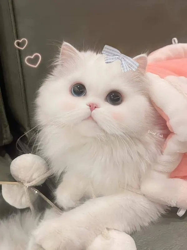 ảnh mèo siêu cute, đáng yêu