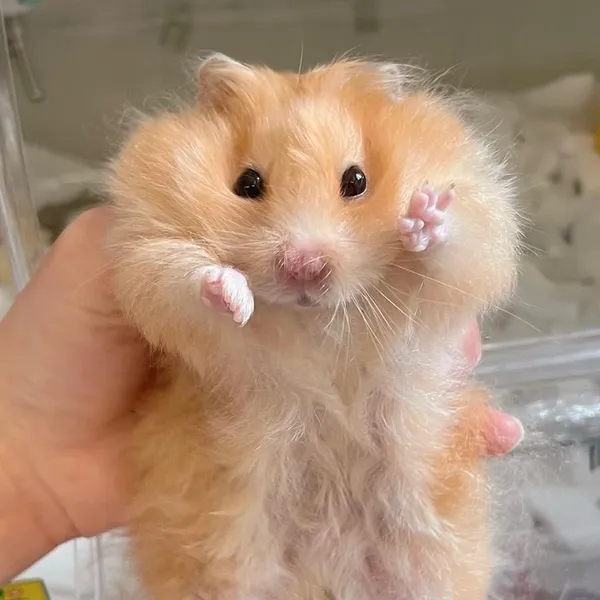 anh nền chuột Hamster cute