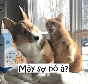 Ngã ngửa với 88+ ảnh bạn sợ à meme cực hài hước mới nhất