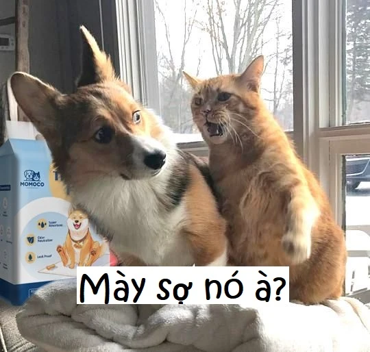 Ngã ngửa với 88+ ảnh bạn sợ à meme cực hài hước mới nhất - Homepage featured post