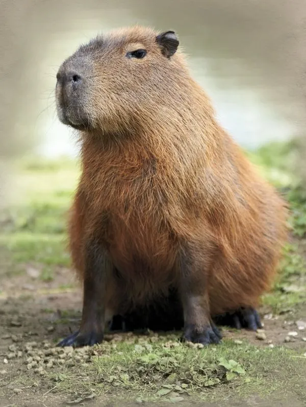 Capybara cute