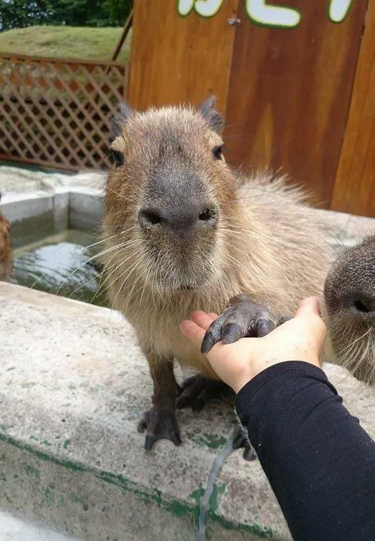 capybara meme bắt tay 