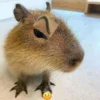 Tổng hợp 55+ ảnh Capybara meme cute đáng yêu nhất