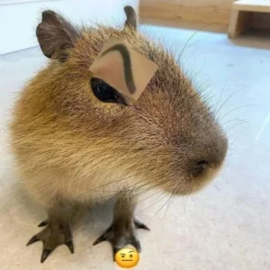 Tổng hợp 55+ ảnh Capybara meme cute đáng yêu nhất