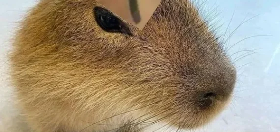 Tổng hợp 55+ ảnh Capybara meme cute đáng yêu nhất