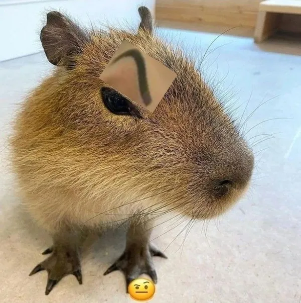 capybara meme dán lông mày 