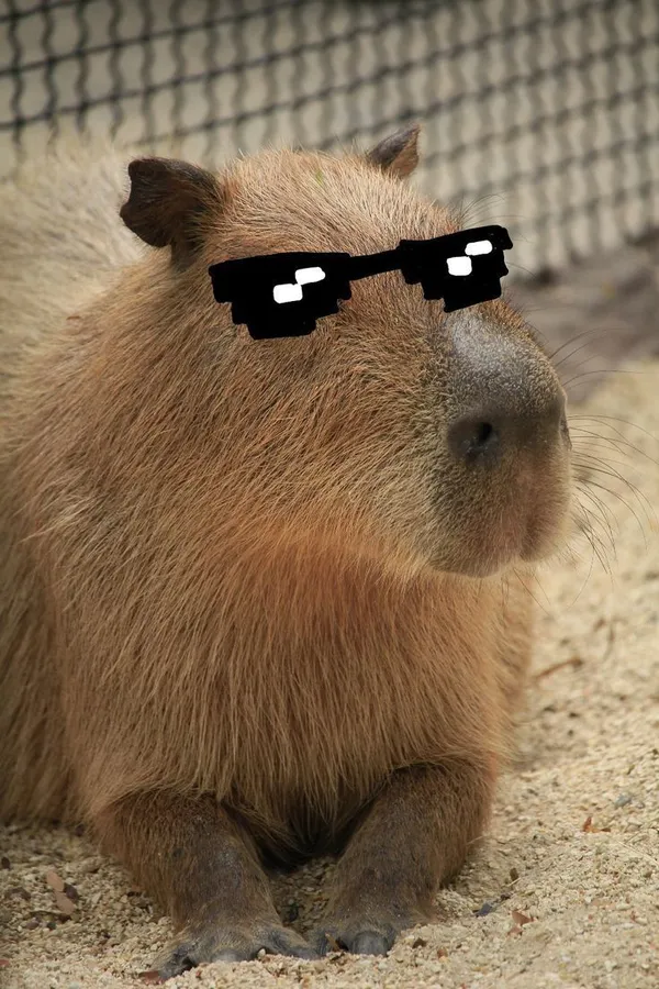 capybara meme đeo kính 