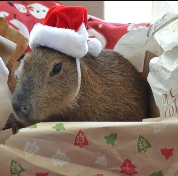 capybara meme đội mũ noel