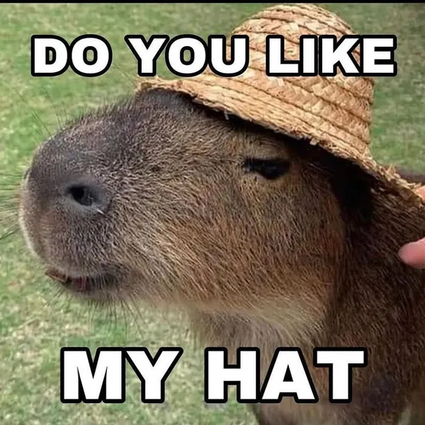 capybara meme đội mũ 