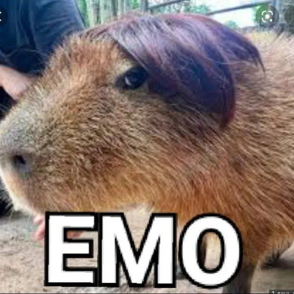 capybara meme emo