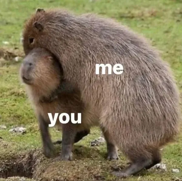 capybara meme hài hước 