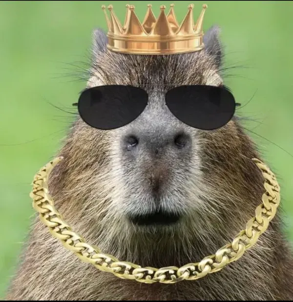 capybara meme sang chảnh 