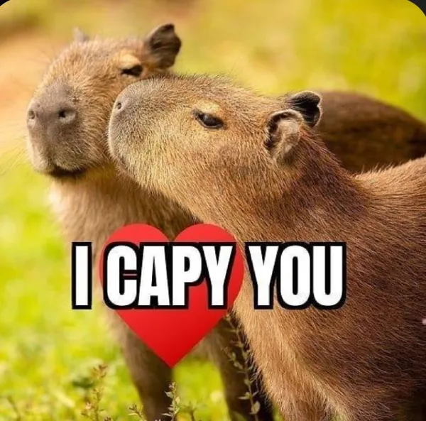 capybara meme tôi yêu bạn 