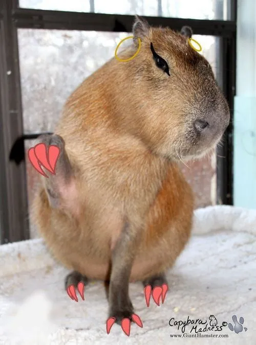 capybara meme vẽ móng tay 