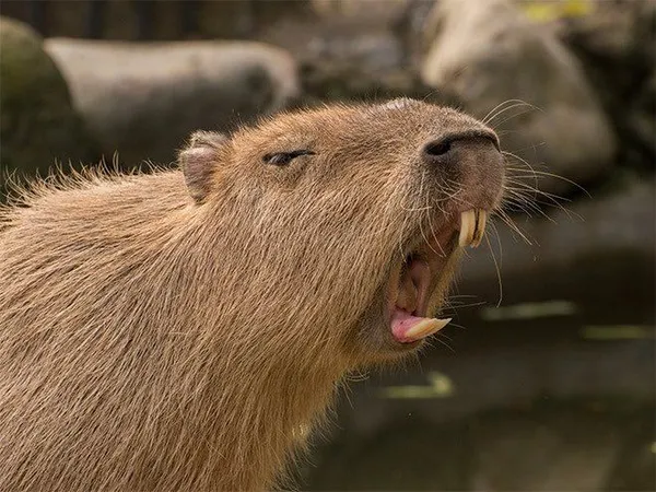 capybara meme